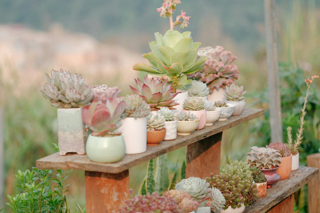 How to Choose the Perfect Pot or Planter for Your Plants